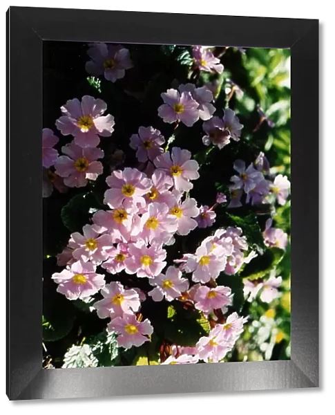 Plant Of The Week - Primula Garrade Guibevere November 1997