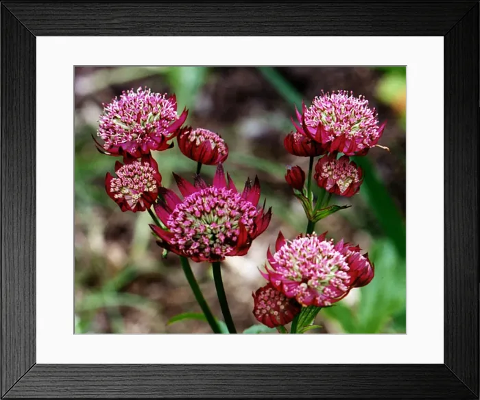 Framed Print : Astrantia Maxima Plant of the week July 1997