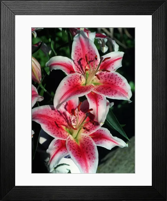 Framed Print : Flowers - Lily Oriental lilies Framed Print : Flowers - Lily Oriental lilies