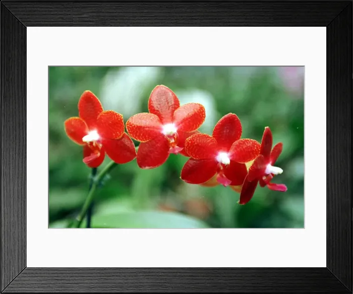 Framed Print : Red Moth Orchid May 1999 at the McBean Nursery Cooksbridge East Sussex Framed Print : Red Moth Orchid May 1999 at the McBean Nursery Cooksbridge East Sussex