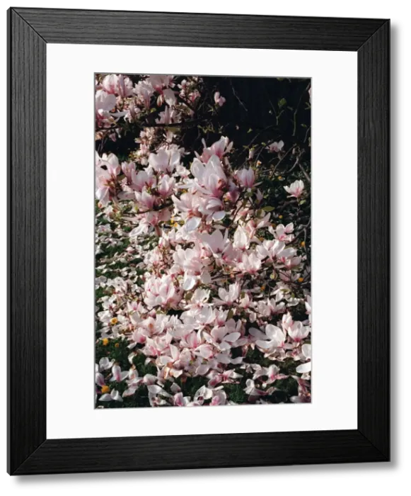 Framed Print : Trees Magnolia Blossom Framed Print : Trees Magnolia Blossom