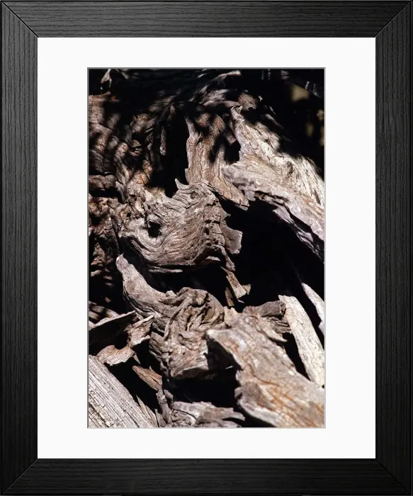 Framed Print : Tree in the Lazio region of Italy Framed Print : Tree in the Lazio region of Italy