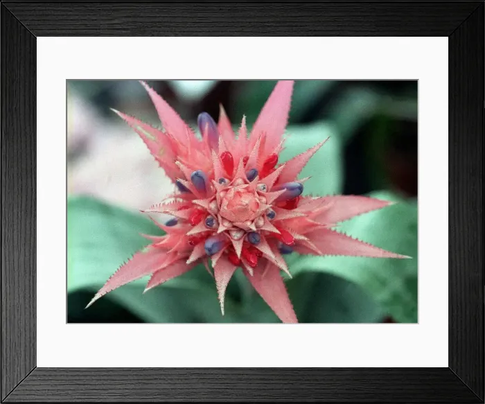 Framed Print : Flower, Aechmea Fasciata Framed Print : Flower, Aechmea Fasciata