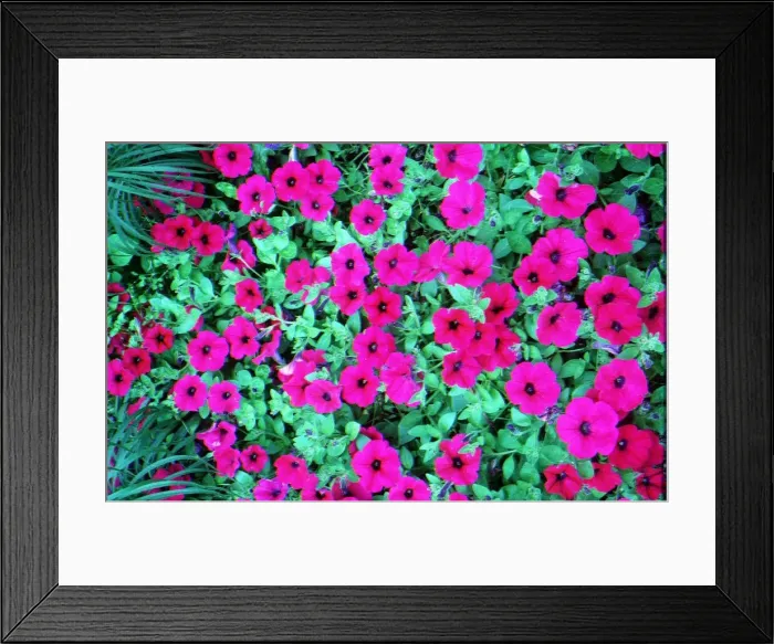 Framed Print : Genetically Modified Food feature February 1999 Flowers Petunia DNA is use for Framed Print : Genetically Modified Food feature February 1999 Flowers Petunia DNA is use for