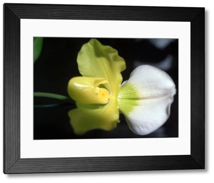 Framed Print : Orchid one of an estimated 30, 000 species January 1993 Framed Print : Orchid one of an estimated 30, 000 species January 1993