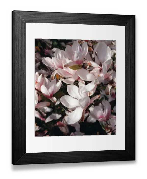Framed Print : Magnolia Trees