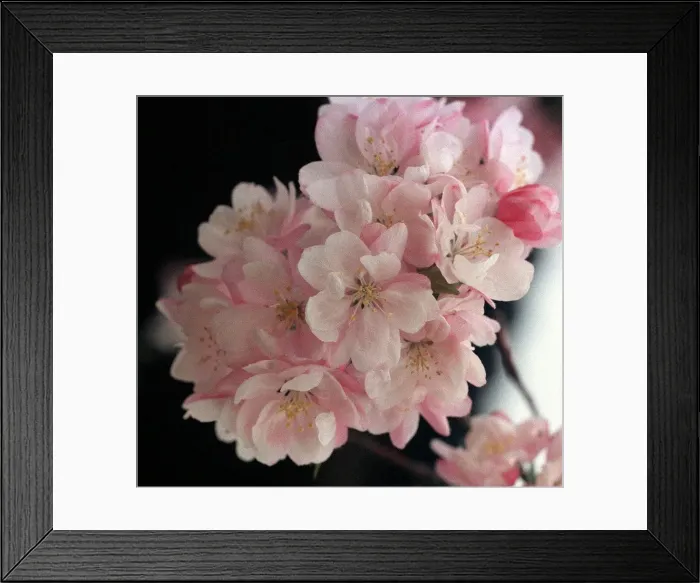 Framed Print : Cherry Blossom Framed Print : Cherry Blossom