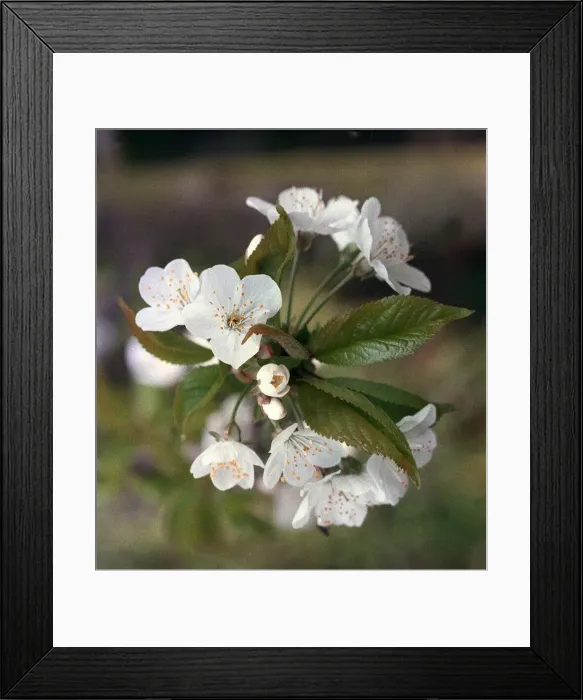 Framed Print : Apple Blossom Framed Print : Apple Blossom