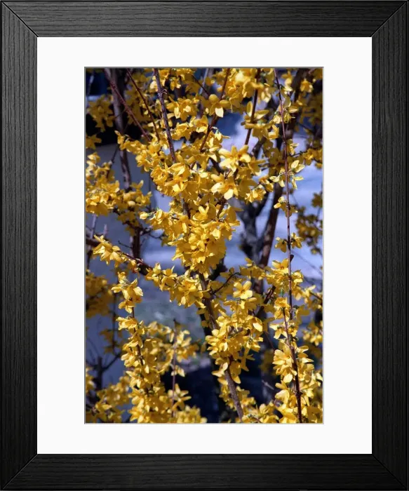 Framed Print : Forsythia Tree
