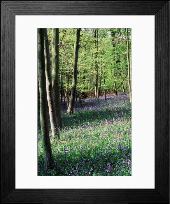 : Bluebells in a wood in Hampshire : Bluebells in a wood in Hampshire