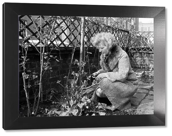 Conservative politician Margaret Thatcher working in the Front garden of her London Home
