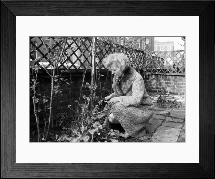 Framed Print : Conservative politician Margaret Thatcher working in the Front garden of her London Home Framed Print : Conservative politician Margaret Thatcher working in the Front garden of her London Home