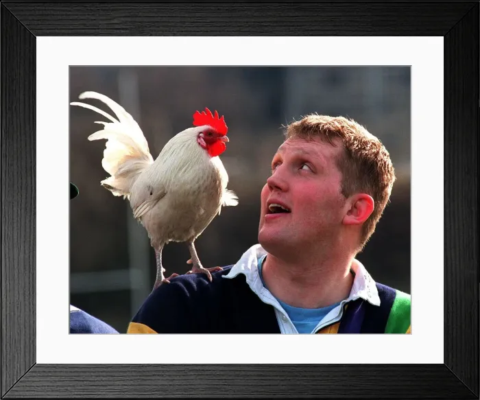 Framed Print : DODDIE WEIR Scottish rugby player with cockerel on shoulder February 1998 Framed Print : DODDIE WEIR Scottish rugby player with cockerel on shoulder February 1998