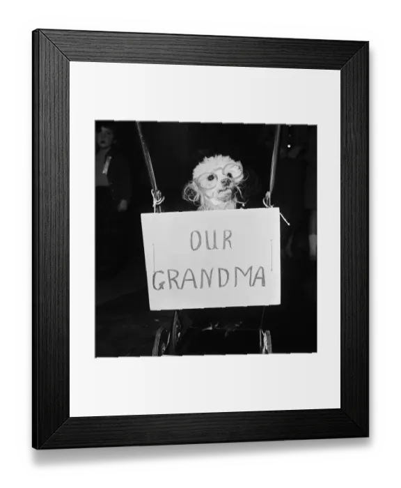 Framed Print : Grandma the dog who won first prize in the fancy dress competition at a dogs Christmas