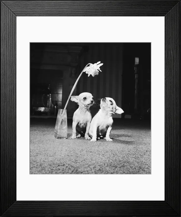 Framed Print : Two pups looking at a flower in a vase. 16th April 1962 Framed Print : Two pups looking at a flower in a vase. 16th April 1962