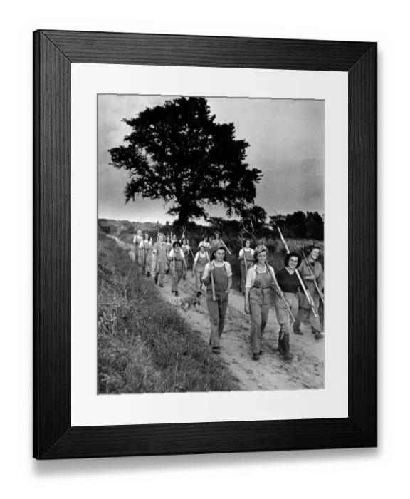 Framed Print : Land girls on their way home from the field in military area East Anglia The crops have Framed Print : Land girls on their way home from the field in military area East Anglia The crops have