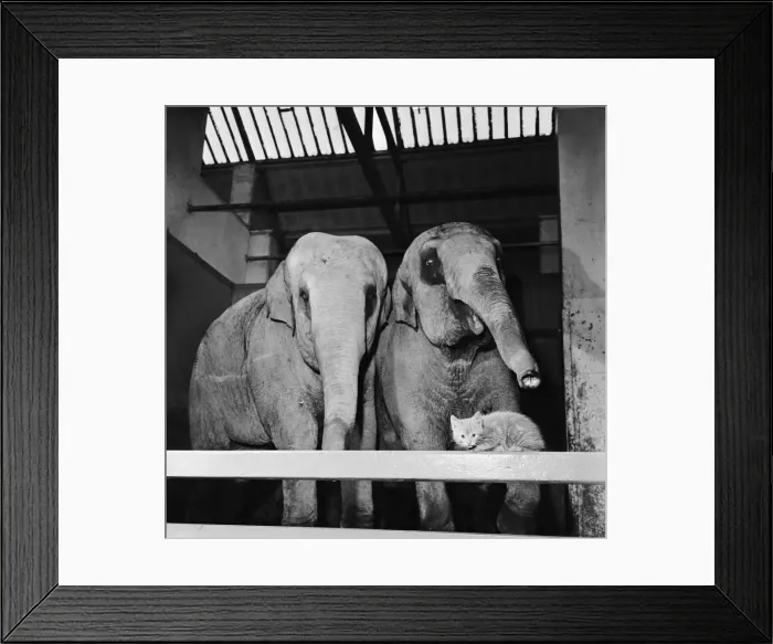 Framed Print : Tensing the kitten who lives at Belle Vue Zoo in Manchester