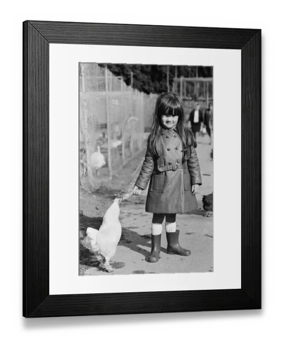 Framed Print : The little girl who had her iced lolly pecked by the chickens at Plymouth Zoo