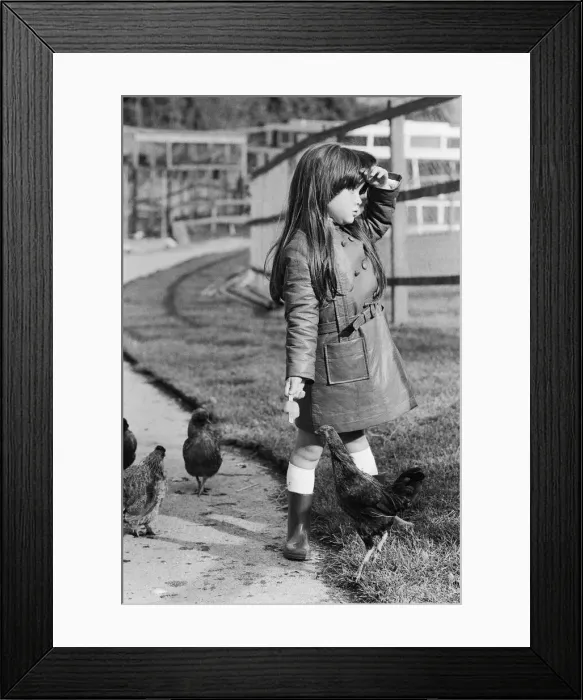 Framed Print : The little girl who had her iced lolly pecked by the chickens at Plymouth Zoo Framed Print : The little girl who had her iced lolly pecked by the chickens at Plymouth Zoo