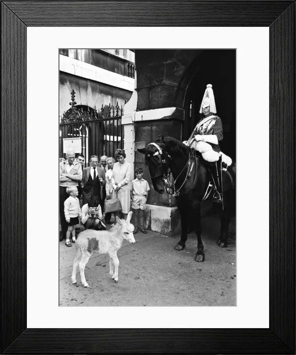 Framed Print : For the first time in the history of Wellington Barracks donkeys are being stabled with Framed Print : For the first time in the history of Wellington Barracks donkeys are being stabled with