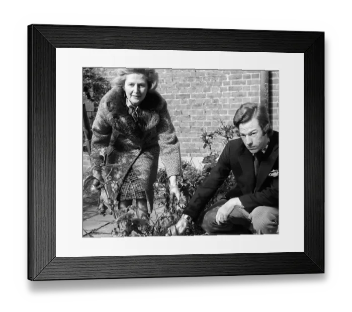 Framed Print : Conservative politician Margaret Thatcher working in the Front garden of her London Home Framed Print : Conservative politician Margaret Thatcher working in the Front garden of her London Home