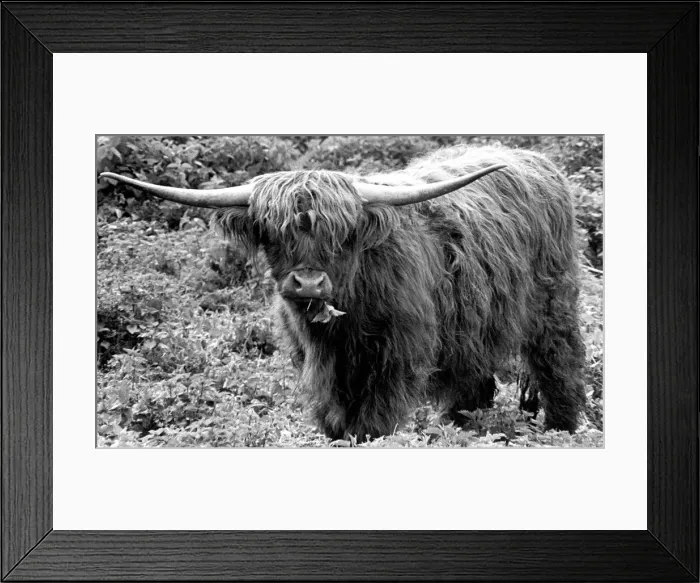 Framed Print : A Highland cattle in the grounds of Charlecote Park, Warwickshire. 23rd April 1974 Framed Print : A Highland cattle in the grounds of Charlecote Park, Warwickshire. 23rd April 1974
