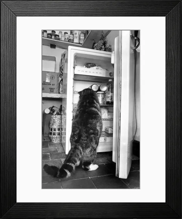 Framed Print : Cat helps himself to food in the fridge. 2nd March 1990