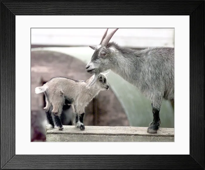 Framed Print : Victoria the Dudley Zoo Farm Pygmy Goat, with her new arrival Cinammon Framed Print : Victoria the Dudley Zoo Farm Pygmy Goat, with her new arrival Cinammon