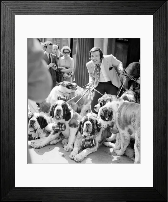 Framed Print : Radio DJ Alan Freeman with a bevy of St Bernarddogs complete with brandy kegs in New Bond Framed Print : Radio DJ Alan Freeman with a bevy of St Bernarddogs complete with brandy kegs in New Bond