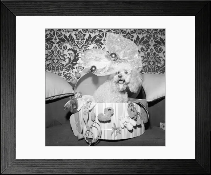 Framed Print : Christmas presents for a dog Present that one can buy a dog this Christmas are Framed Print : Christmas presents for a dog Present that one can buy a dog this Christmas are
