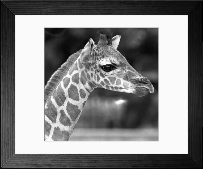 Framed Print : Baby giraffe at Twycross zoo, Warwickshire. 14th June 1984 Framed Print : Baby giraffe at Twycross zoo, Warwickshire. 14th June 1984