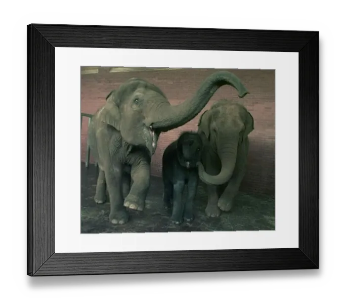 Framed Print : The elephants at Twycross Zoo meet their newest resident. 1998 Framed Print : The elephants at Twycross Zoo meet their newest resident. 1998