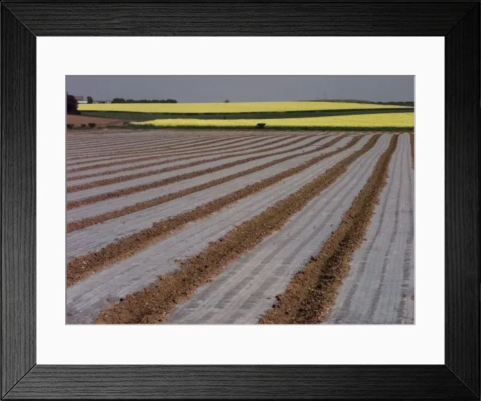 Framed Print : A farm view across Farm land near Weeford near Lichfield. 1999 Framed Print : A farm view across Farm land near Weeford near Lichfield. 1999