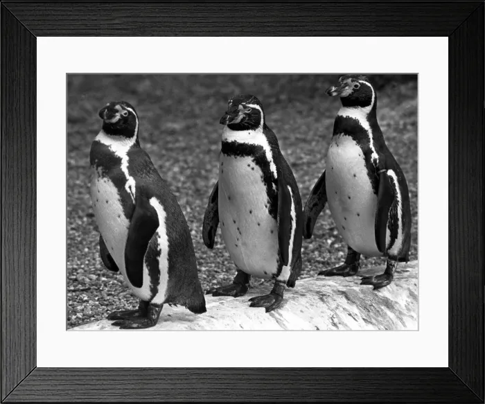 Framed Print : 3 penguins in a line at Twycross zoo, Warwickshire. 14th June 1984
