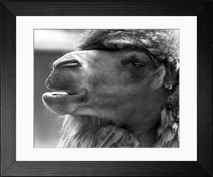 Framed Print : A close-up of a camel at Twycross Zoo, Warwickshire. 14th June 1984 Framed Print : A close-up of a camel at Twycross Zoo, Warwickshire. 14th June 1984