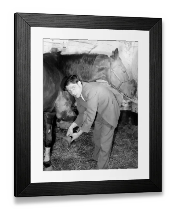 Framed Print : Trainer slips on the boots'that stop a valuable horse from kicking its own Framed Print : Trainer slips on the boots'that stop a valuable horse from kicking its own