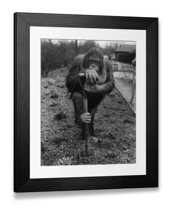 Framed Print : Animals: Monkeys Orang-Utang. Easter Holiday Fred, the orang-outang fork sticking in Framed Print : Animals: Monkeys Orang-Utang. Easter Holiday Fred, the orang-outang fork sticking in
