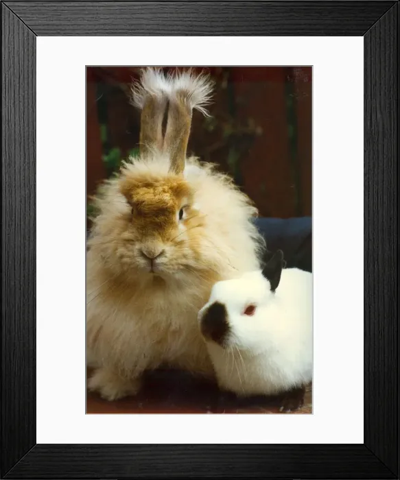 Framed Print : An odd couple - rabbits