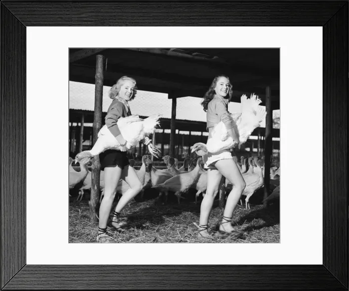 Framed Print : Monica Hasell (right) and friend seen here selecting Christmas turkeys at Happins Farm Framed Print : Monica Hasell (right) and friend seen here selecting Christmas turkeys at Happins Farm