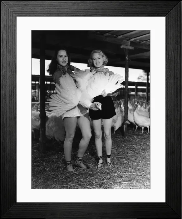 Framed Print : Monica Hasell (left) and friend seen here selecting Christmas turkeys at Happins Farm Framed Print : Monica Hasell (left) and friend seen here selecting Christmas turkeys at Happins Farm
