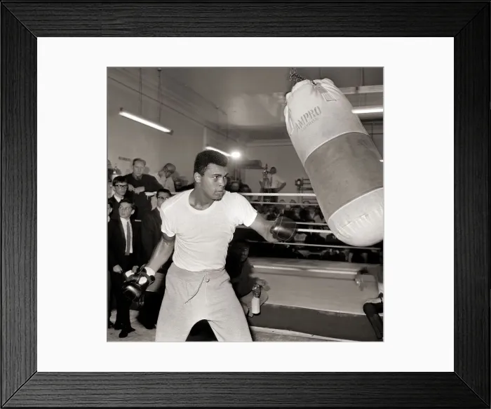 Framed Print : Cassius Clay August 1966 In training Punch bag, Boxing 1960s Framed Print : Cassius Clay August 1966 In training Punch bag, Boxing 1960s
