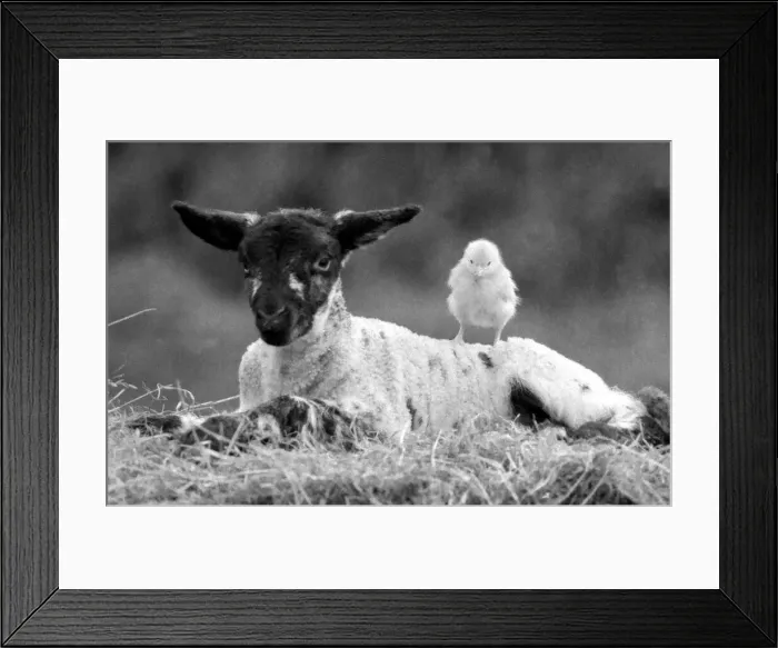 Framed Print : Best friends chick and lamb enjoy the spring sunshine in the run up to Easter. March 1988 Framed Print : Best friends chick and lamb enjoy the spring sunshine in the run up to Easter. March 1988