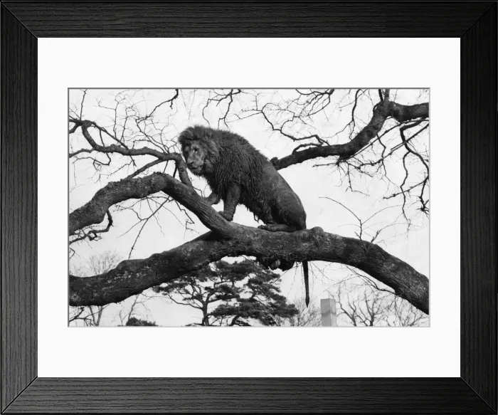 Framed Print : Terry the Lion at Blair Drummond Safari & Leisure Park Stirling Scotland 25th February Framed Print : Terry the Lion at Blair Drummond Safari & Leisure Park Stirling Scotland 25th February