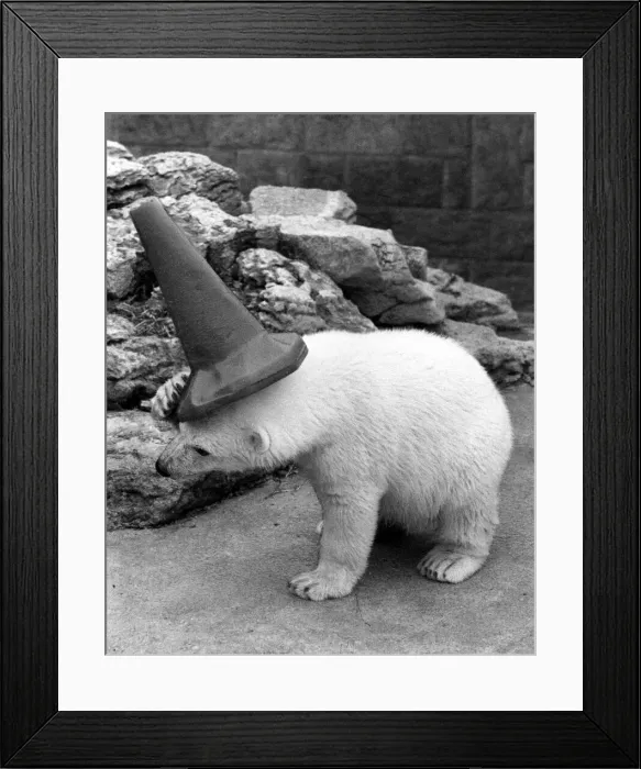 Framed Print : Clyde the polar bear wearing a cone on his head as he plays around in his new enclosure