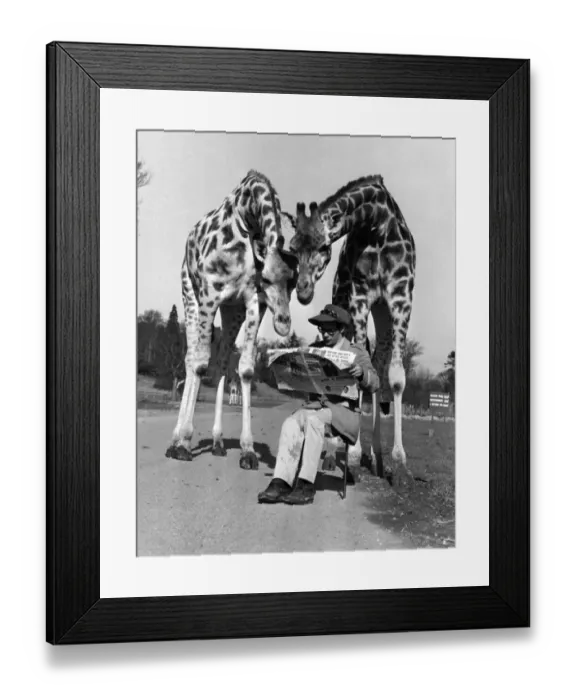 Framed Print : Bill Thompson 27 from Stirling picks an unusual stop to sit down & read his copy of Framed Print : Bill Thompson 27 from Stirling picks an unusual stop to sit down & read his copy of