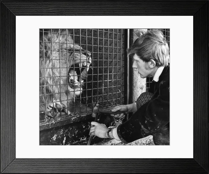 Framed Print : Workman Charlie Harris new on the job at Blair Drummond Safari & Leisure Park near