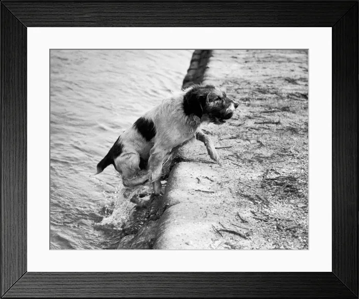 Framed Print : Pat the dog in action, he retrieved 448 cricket balls in a season for The East Moseley