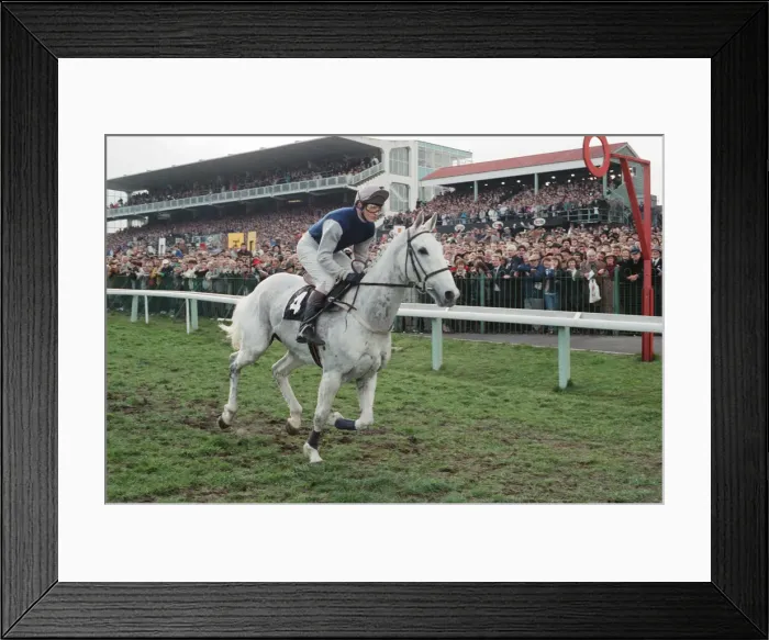 Framed Print : Desert Orchid and Richard Dunwoody finish 3rd in the 1990 Cheltenham Gold Cup Framed Print : Desert Orchid and Richard Dunwoody finish 3rd in the 1990 Cheltenham Gold Cup