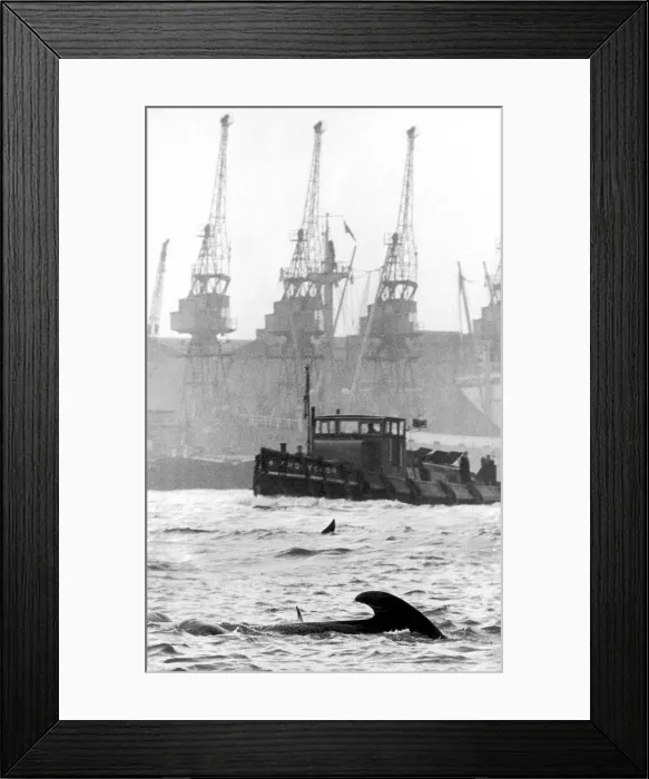 Framed Print : Two of the school of 25-30 dolphins swimming in the River Thames near the Naval College Framed Print : Two of the school of 25-30 dolphins swimming in the River Thames near the Naval College