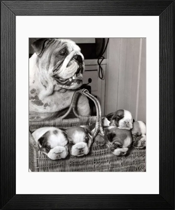 Framed Print : World cup puppies A few hours after the last kick of the World Cup final Framed Print : World cup puppies A few hours after the last kick of the World Cup final